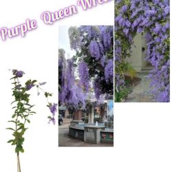 Purple Queen Wreath Plant 3gal 