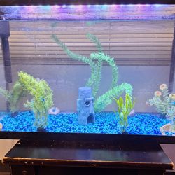 Fish Tank 