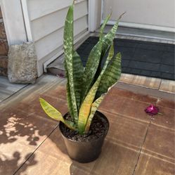 Snake Plant 
