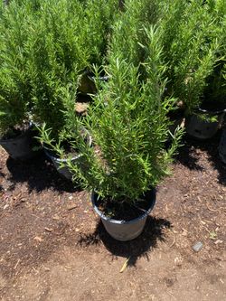 Romero $6