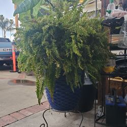 22" pot and plant