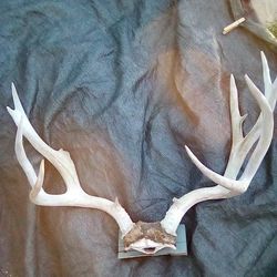 7 Point Elk Antlers $50