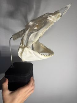 "REAL" (BLACKTIP SHARK SKULL) + Vertebrae
