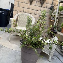 Planter with succulents