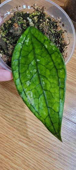 Hoya Germany plant