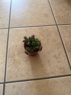 Plant doughnut