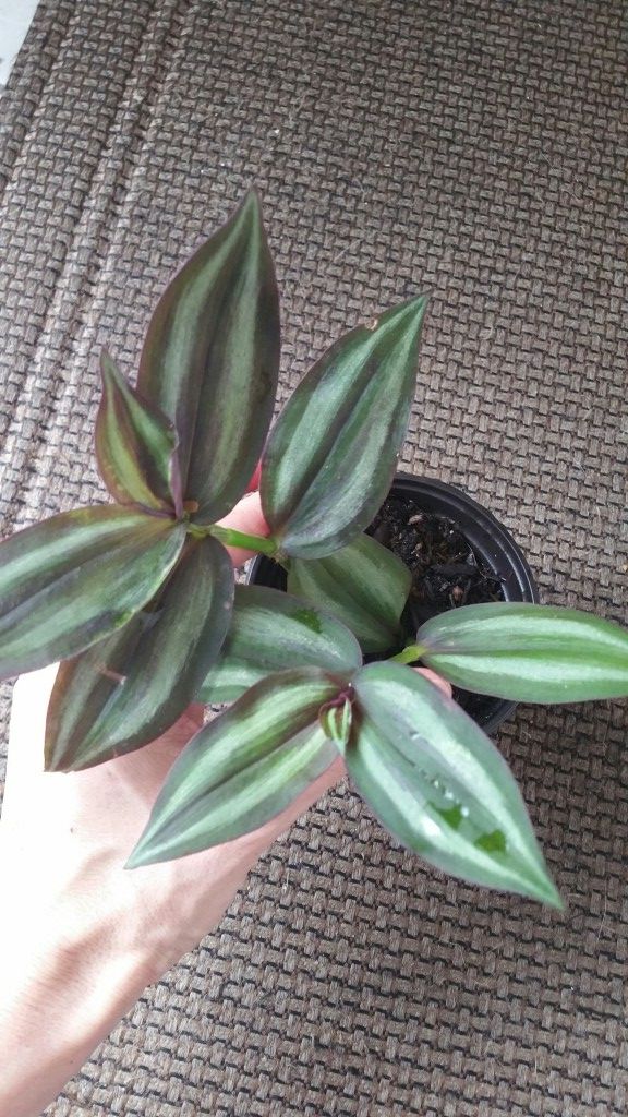 Rainbow Plants Perfect For Hot Or Rainny Florida Home Garden In Rainbow Plants Perfect For Hot Or Rainny Florida Home Garden In Deerfield Beach Fl Offerup