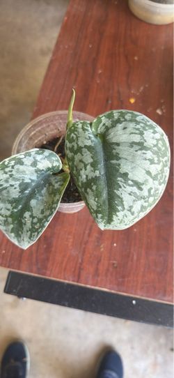 Scindapsus