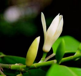 黄角兰，白兰花White Champaca White Jade Orchid Tree  White Sandalwood  Bailan   Michelia alba white Champaca (Michelia champaca) (Michelia montana)