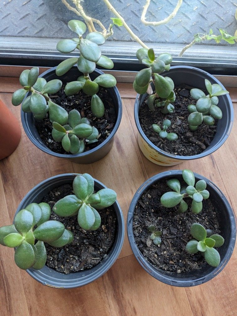 Healthy Jade / Money Plants