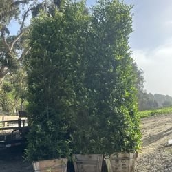 Indian Lauren Ficus 24s Box