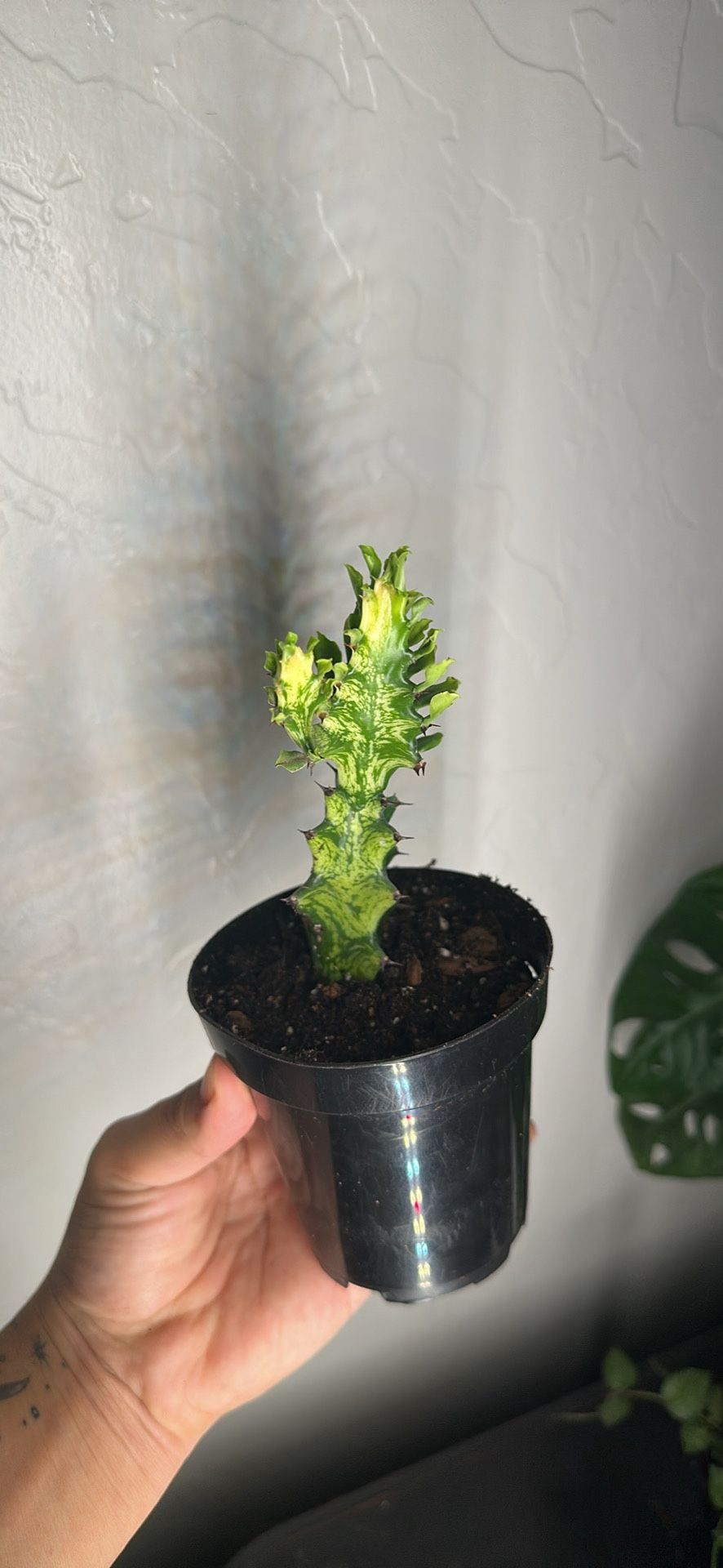Euphoria Trigona Variegated
