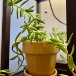 Succulent in ceramic pot