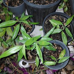 Dracena reflex houseplant