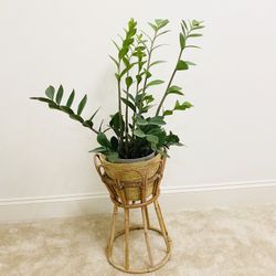 Plant and plant Stand