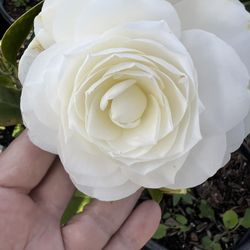 Beautiful White Camelias 