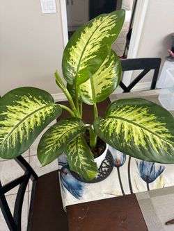 Dieffenbachia