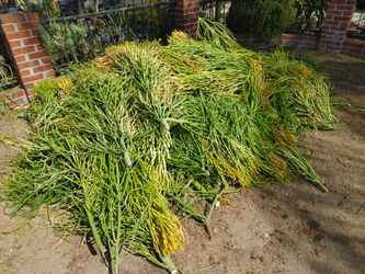 Firesticks