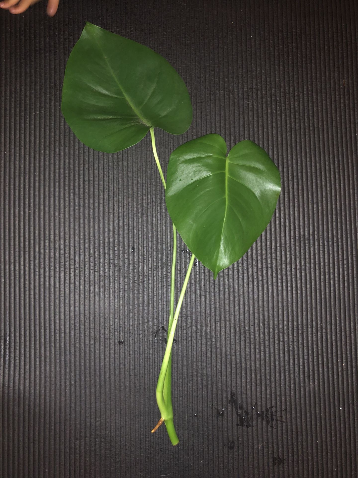 Monstera Deliciosa Cuttings Two Leaves 
