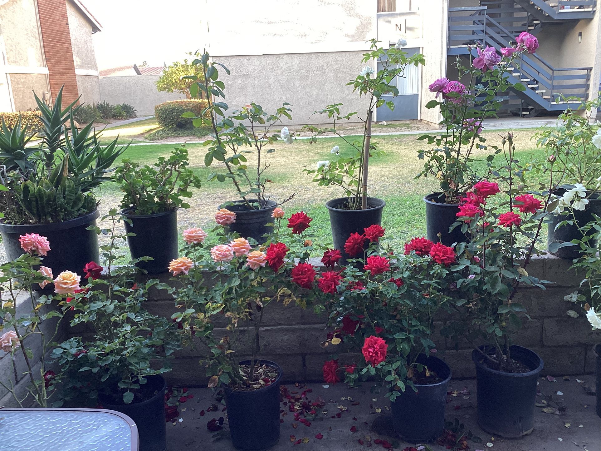 Rosas