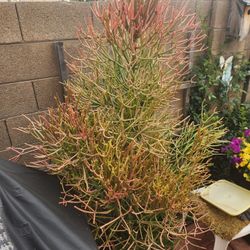 Firestick Plant In Pot.