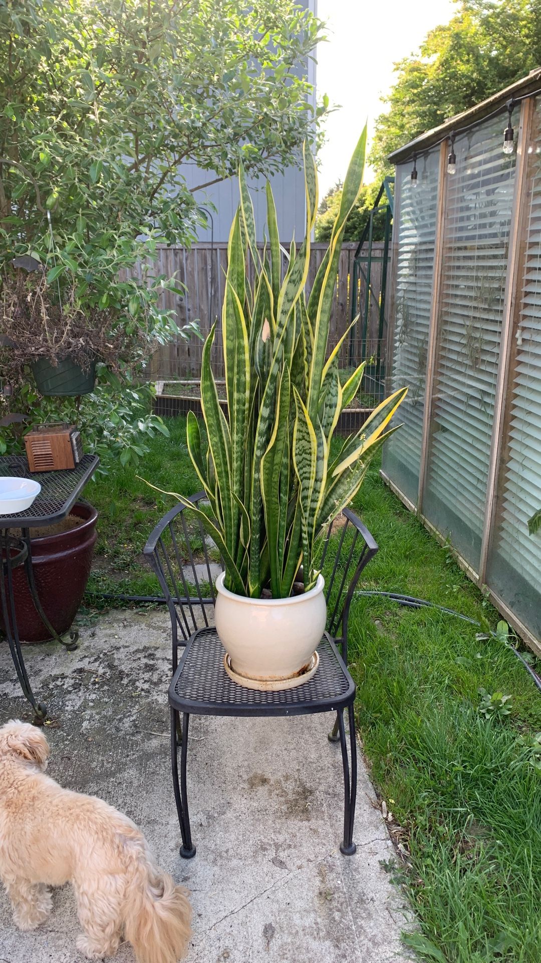 Amazing Extra Large Dracaena Trifasciata- Snake Plant In Ceramic Pot