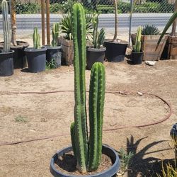 San Pedro Cactus 