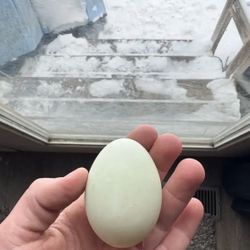 Farm Fresh Eggs