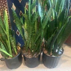 Snake Plants for Sale…1 Left