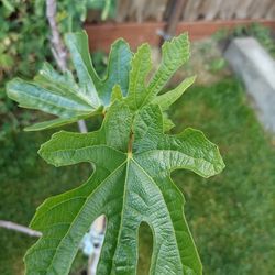Fig Plant