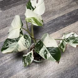 Monstera Borsigiana Albo