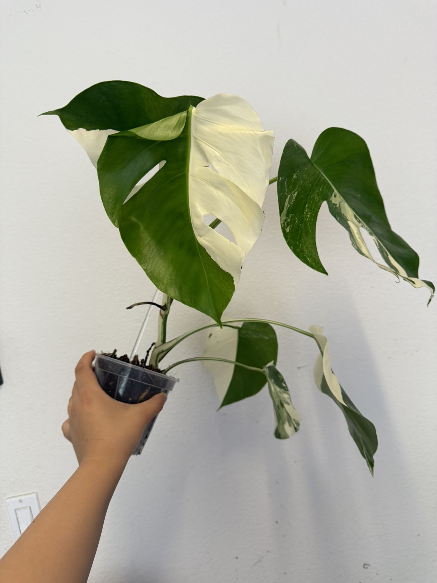 Monstera Albo Variegated Plant