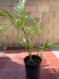 Healthy 4 ft. Bamboo Palm!