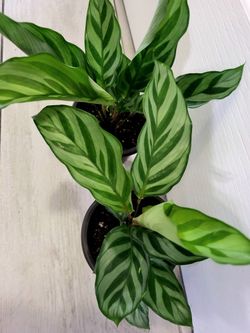 🌿Healthy Live Houseplant Beautiful Stripes Calathea Freddie In 4" Pot ~ $8/ea