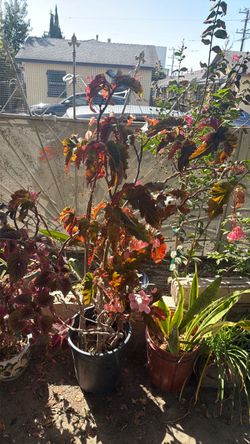 Planta
