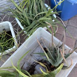 Aloe Vera/Fire Stick
