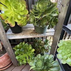 Succulents and seven fingers