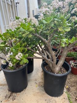 Large Jade plants
