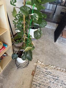 White knight plant