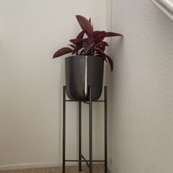 Plant And Planter
