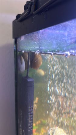 Free Mystery Snails