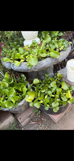 Plantas de agua