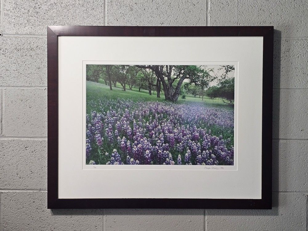 Lupines in Carmel Valley CA Limitad Edition Photography By Douglas Steakley