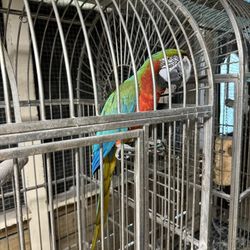 Several Bird Cages For Sale