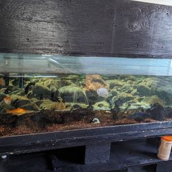 100 Gallon Fish Tank For Sale