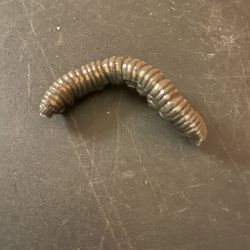 HG IMOMUSHI Kaiyodo Takara Japan Exlusive Caterpillar E Insect Figure