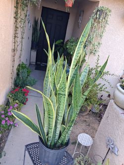 XLG Sensaveria Laurentii "Snake " Plant $65