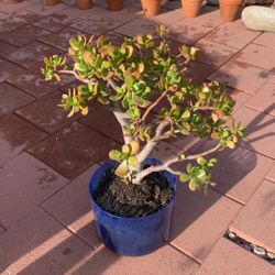 Bonsai Style Jade Succulent In Large Blue Plastic Pot 