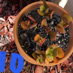 Plants In pots ( No Outer pots Available)