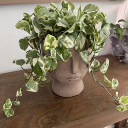 Live Plant - Marble Pothos 
